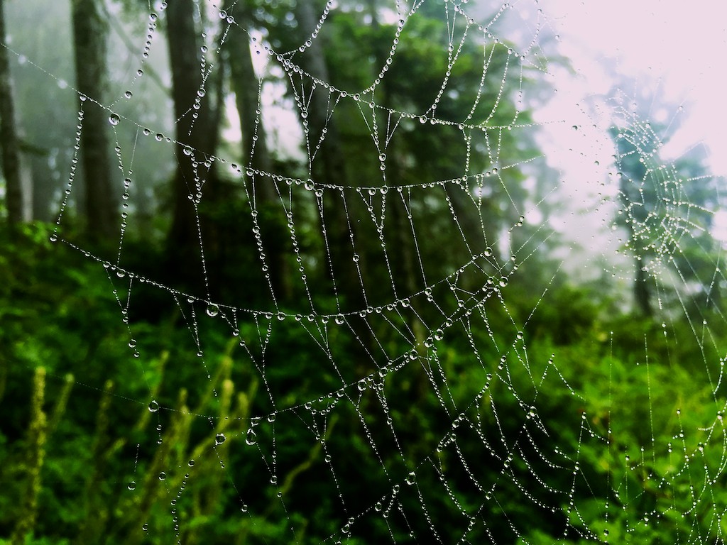 spider-web