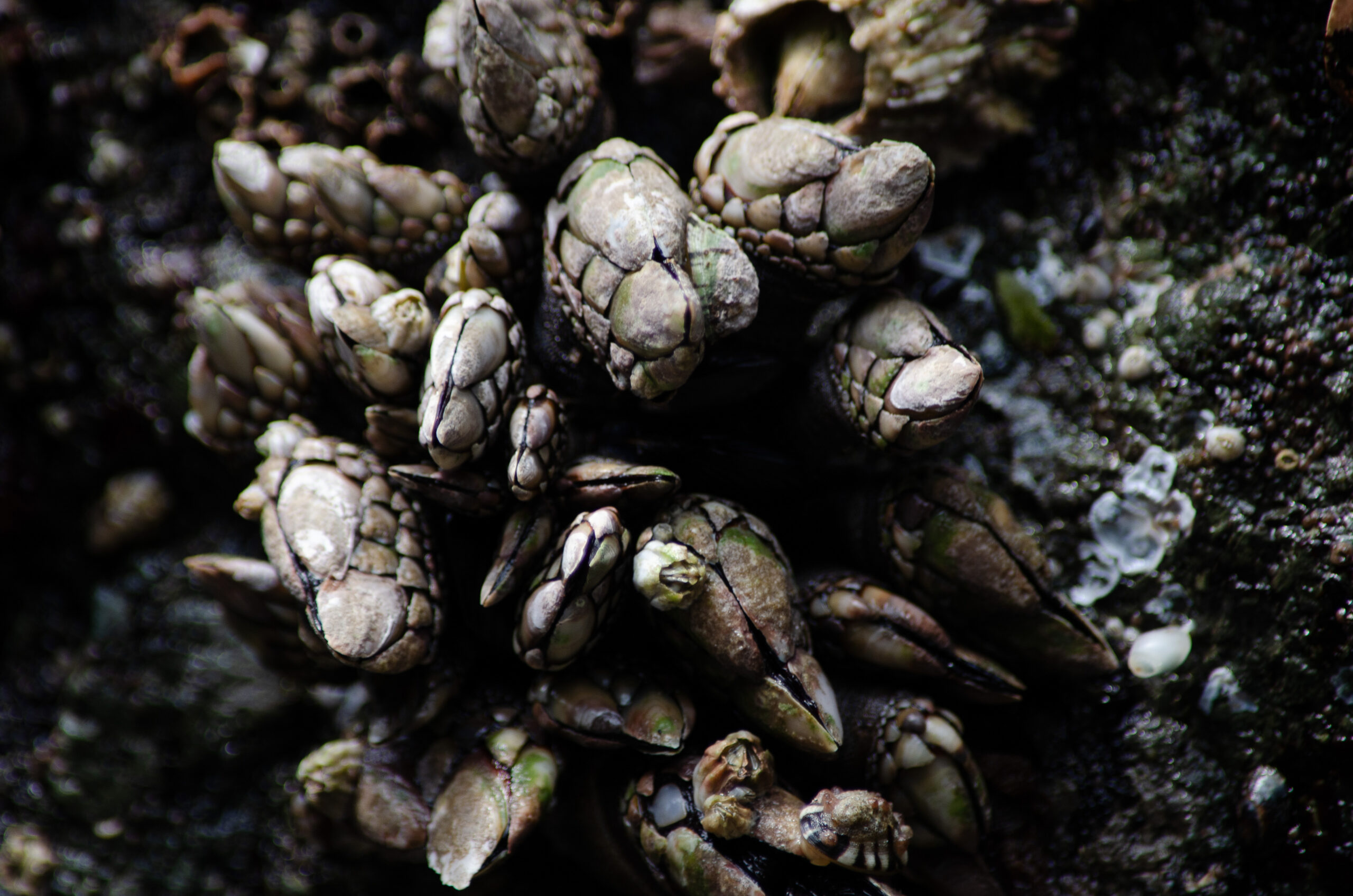 Barnacles