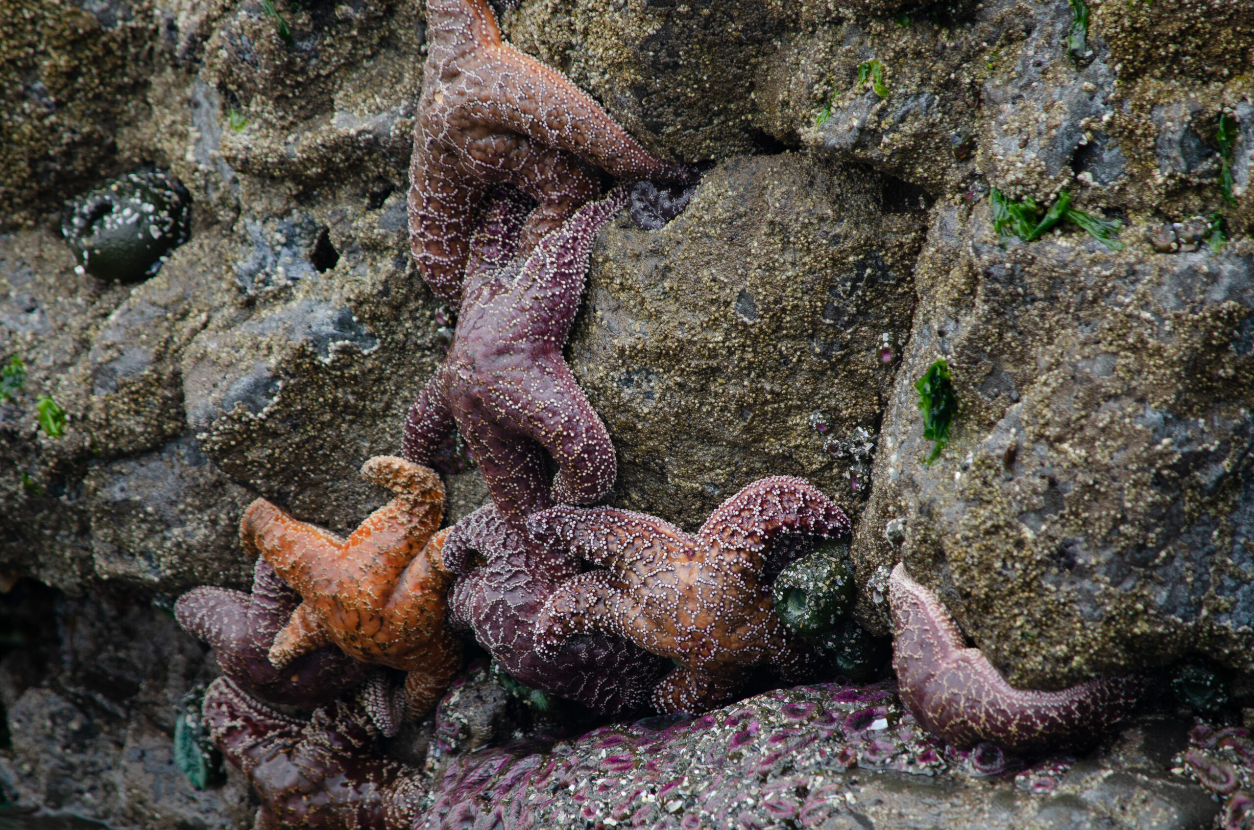 Starfish