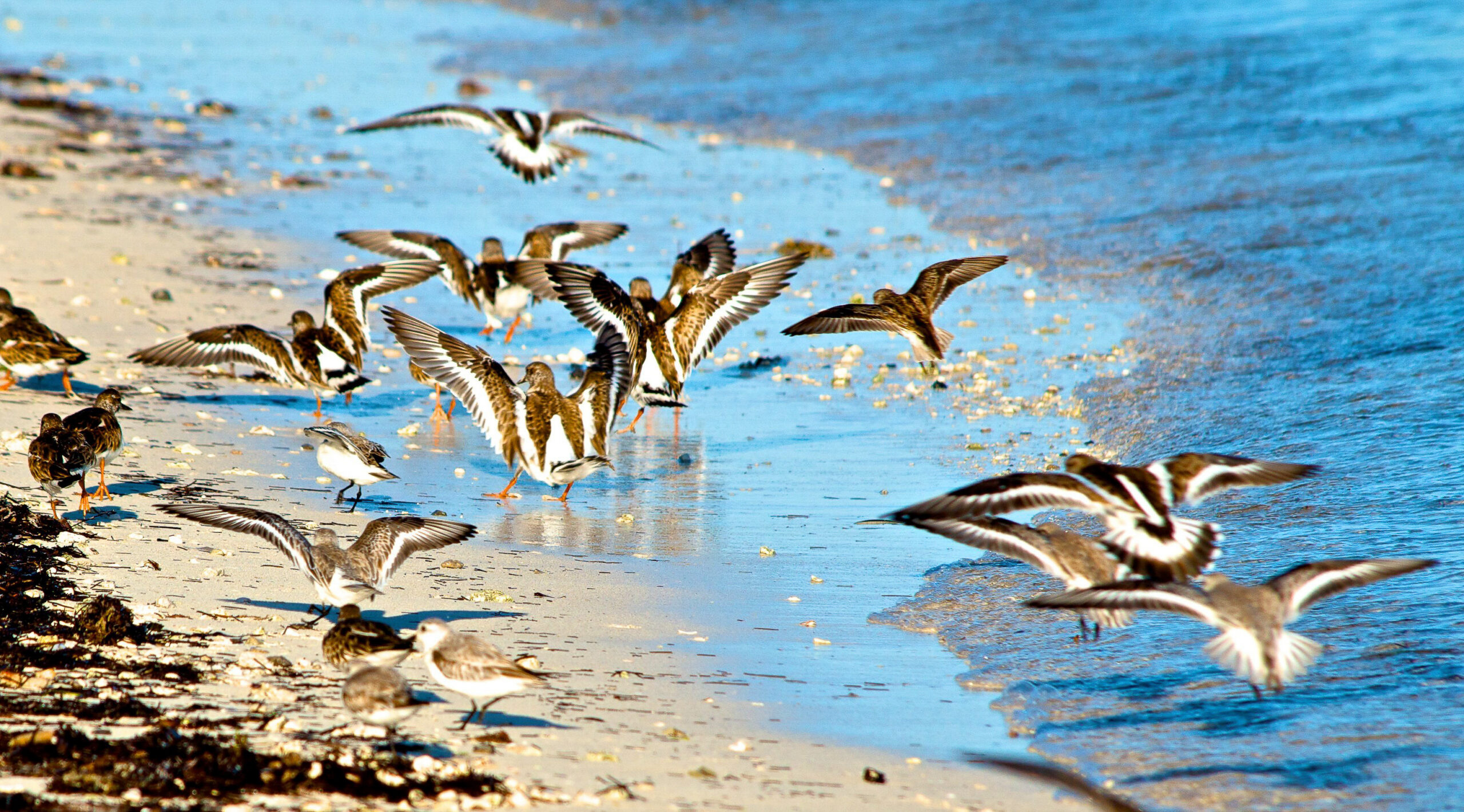 Sanderlings