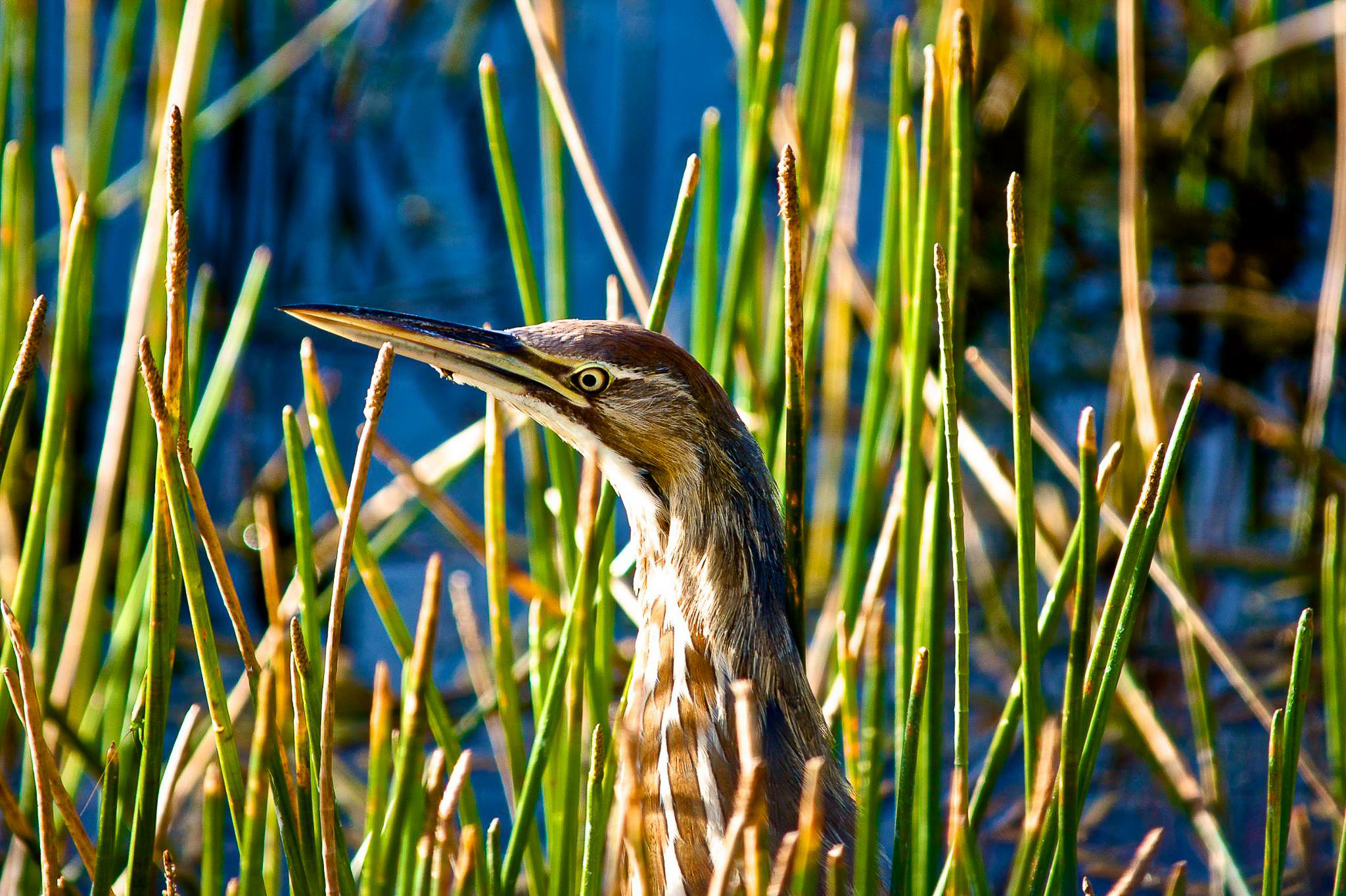 American Bittern