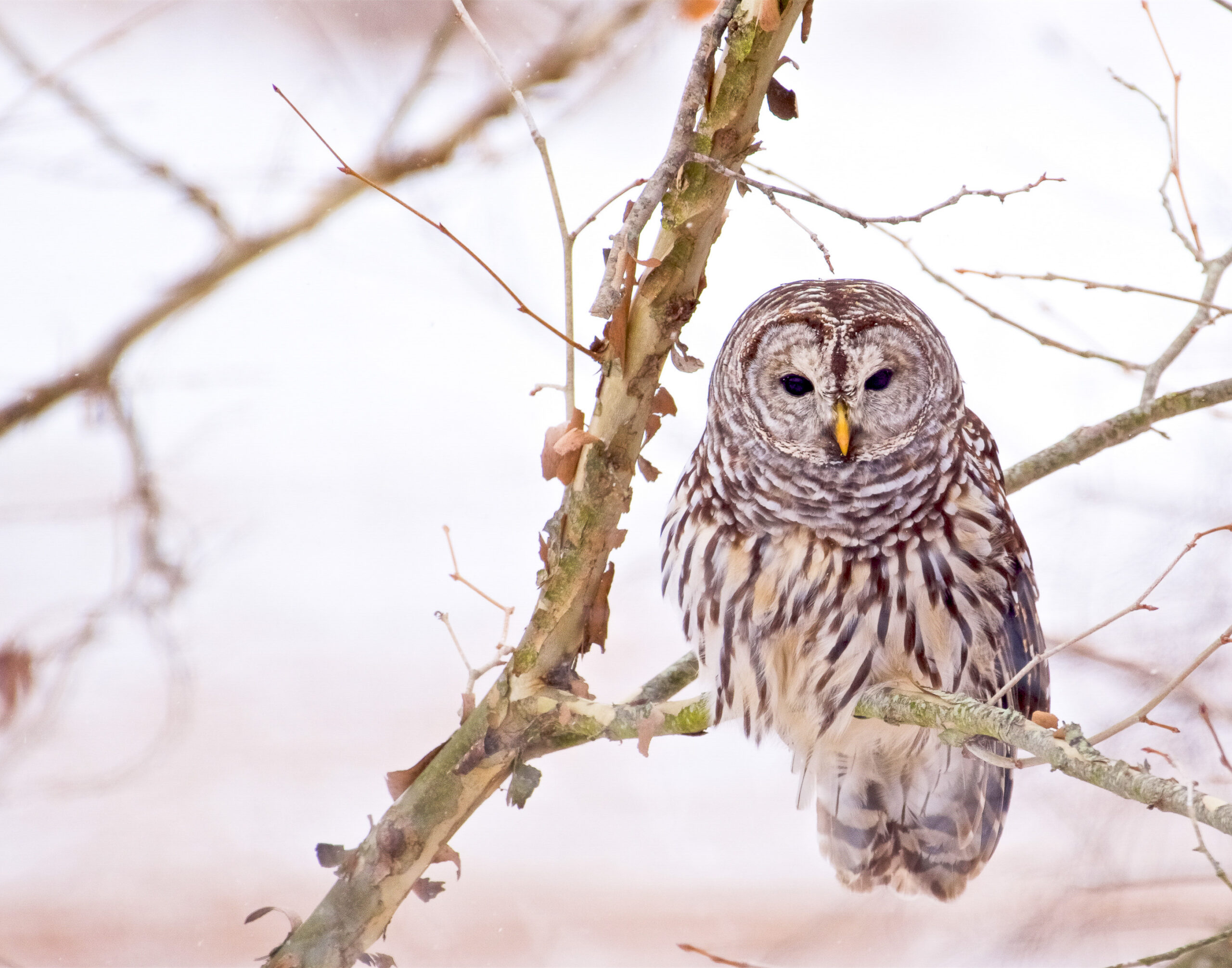 Barred Owl