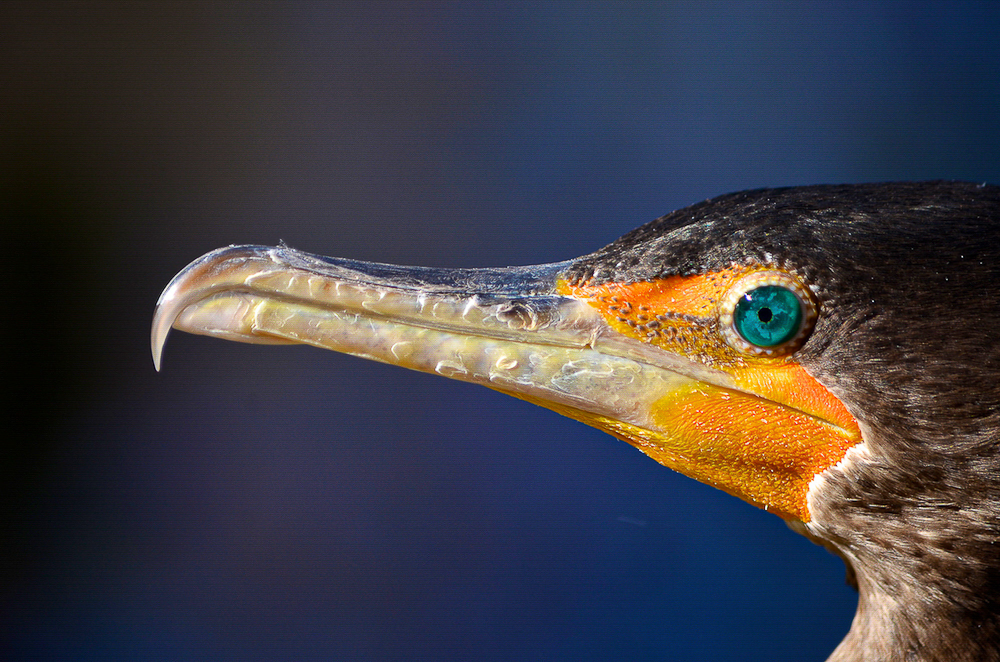 Double Crested Cormorant