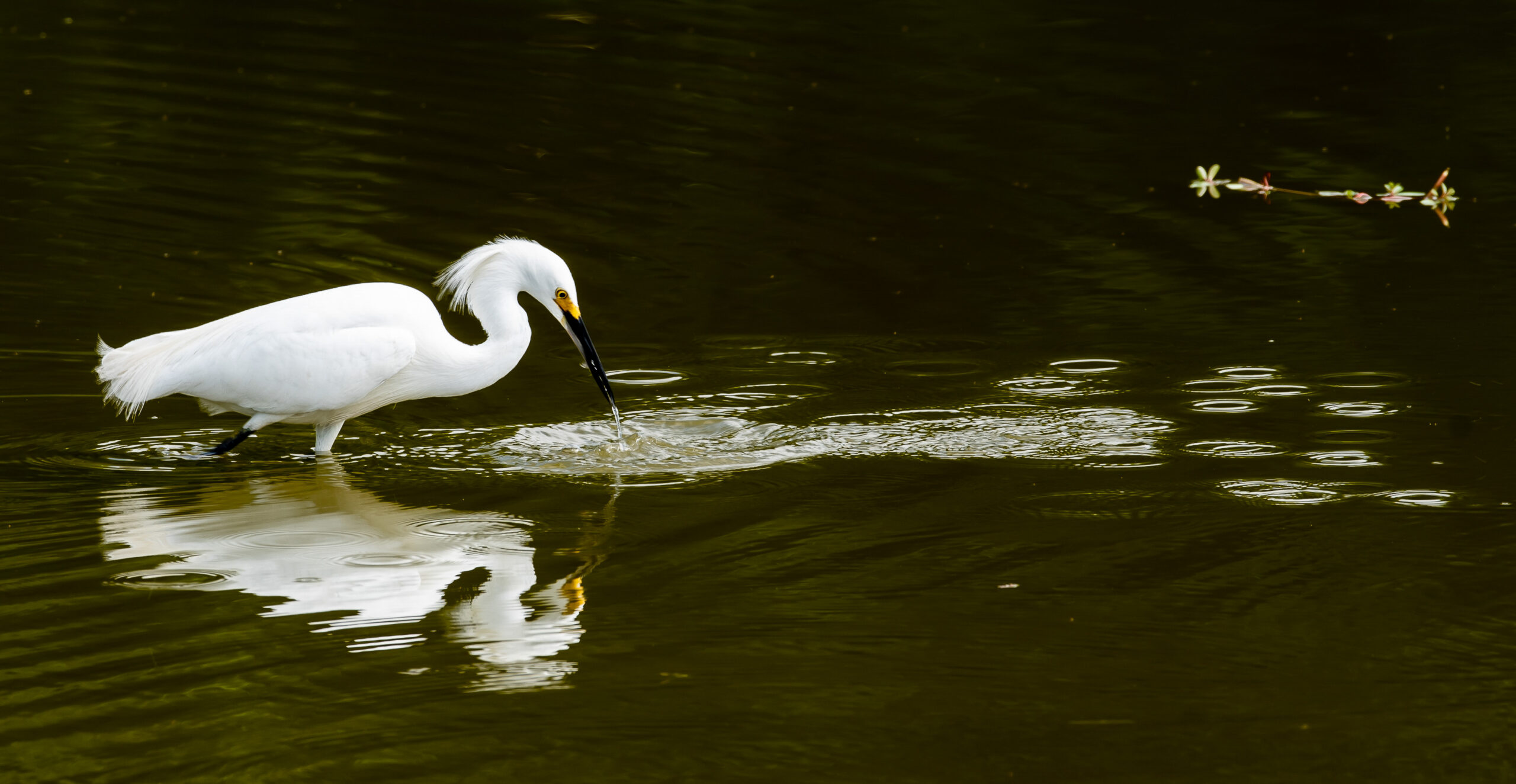 Egret