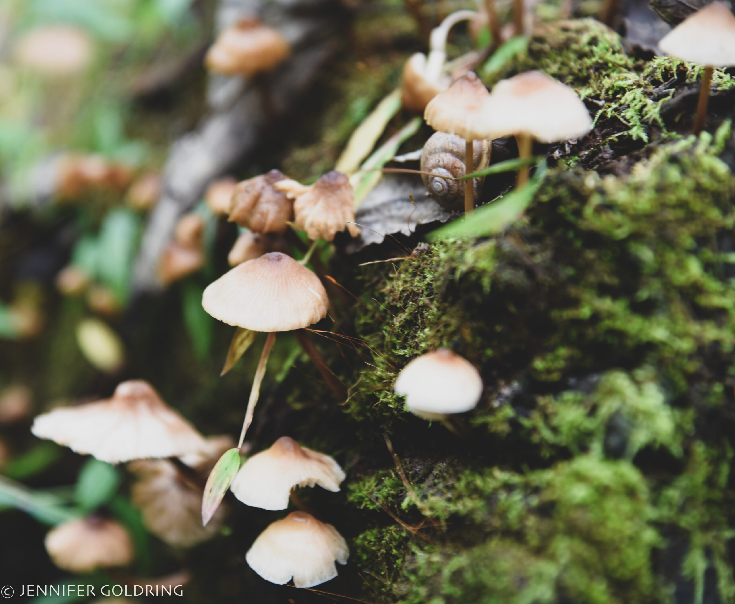 Tiny bonnet mushrooms on a mossy log