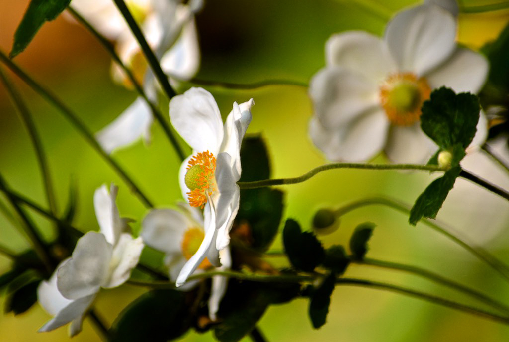 Anemone Flower