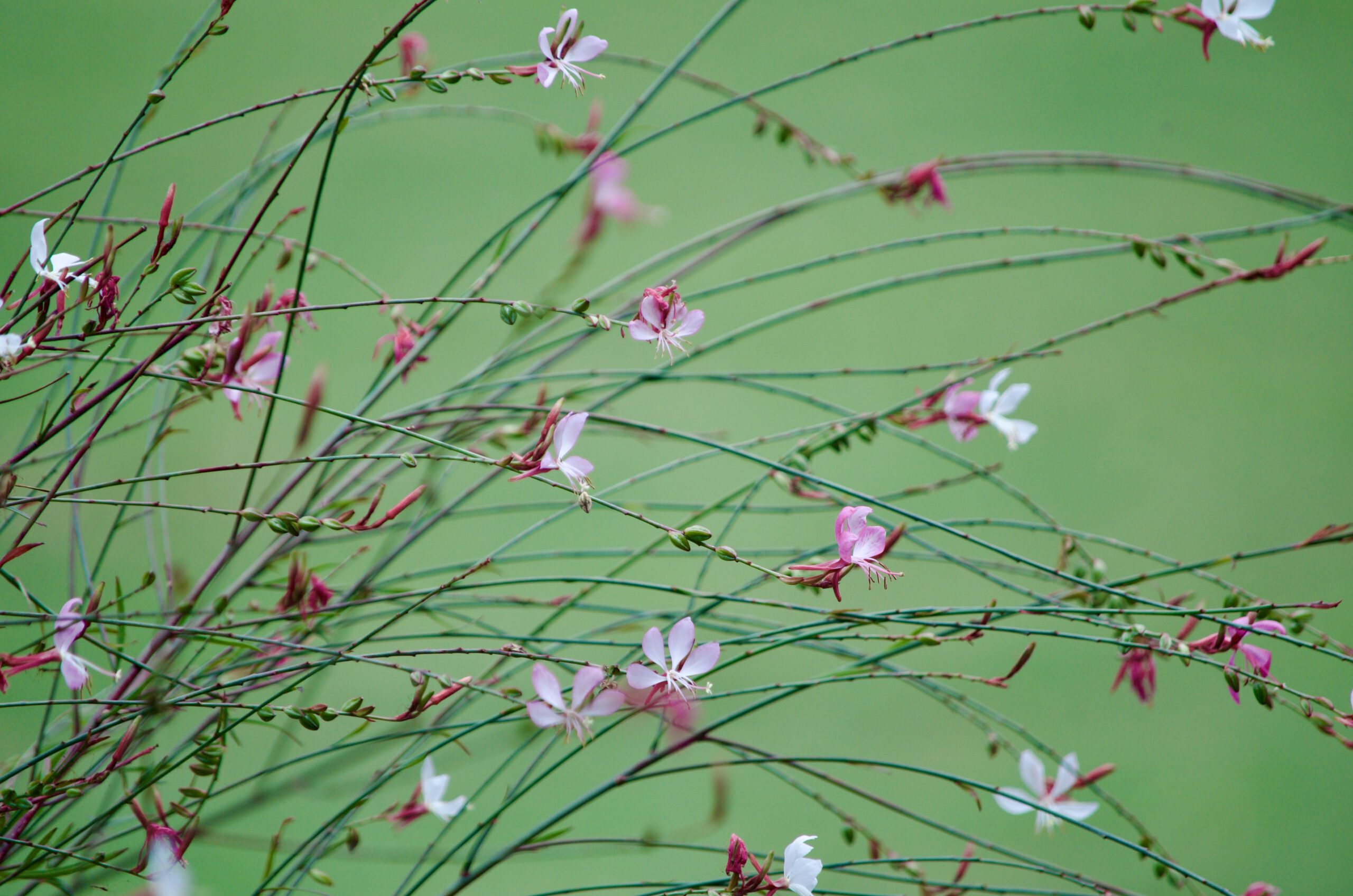 Gaura Lindheimeri Siskiyou Pink Gaura