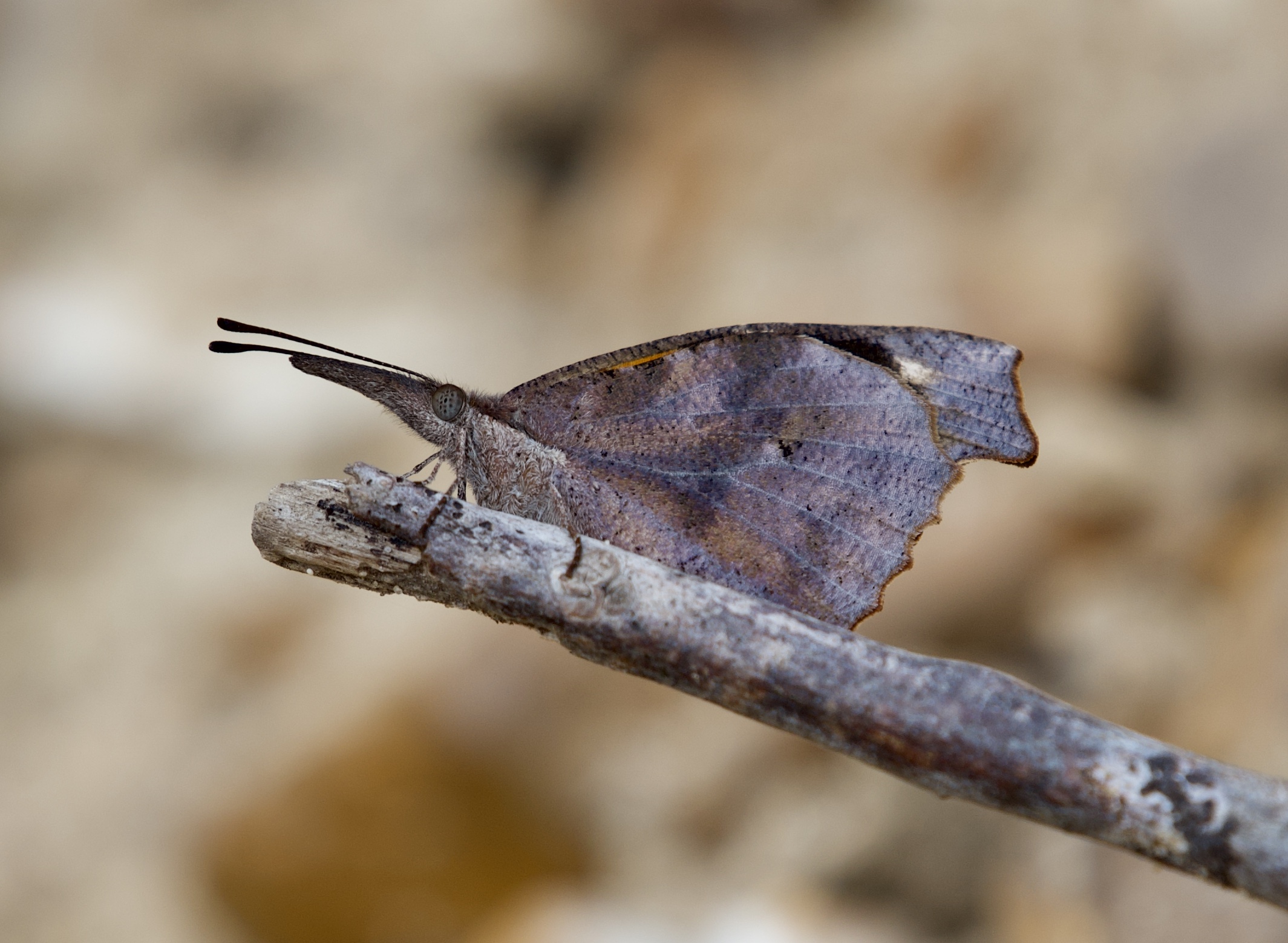 American Snout butterfly