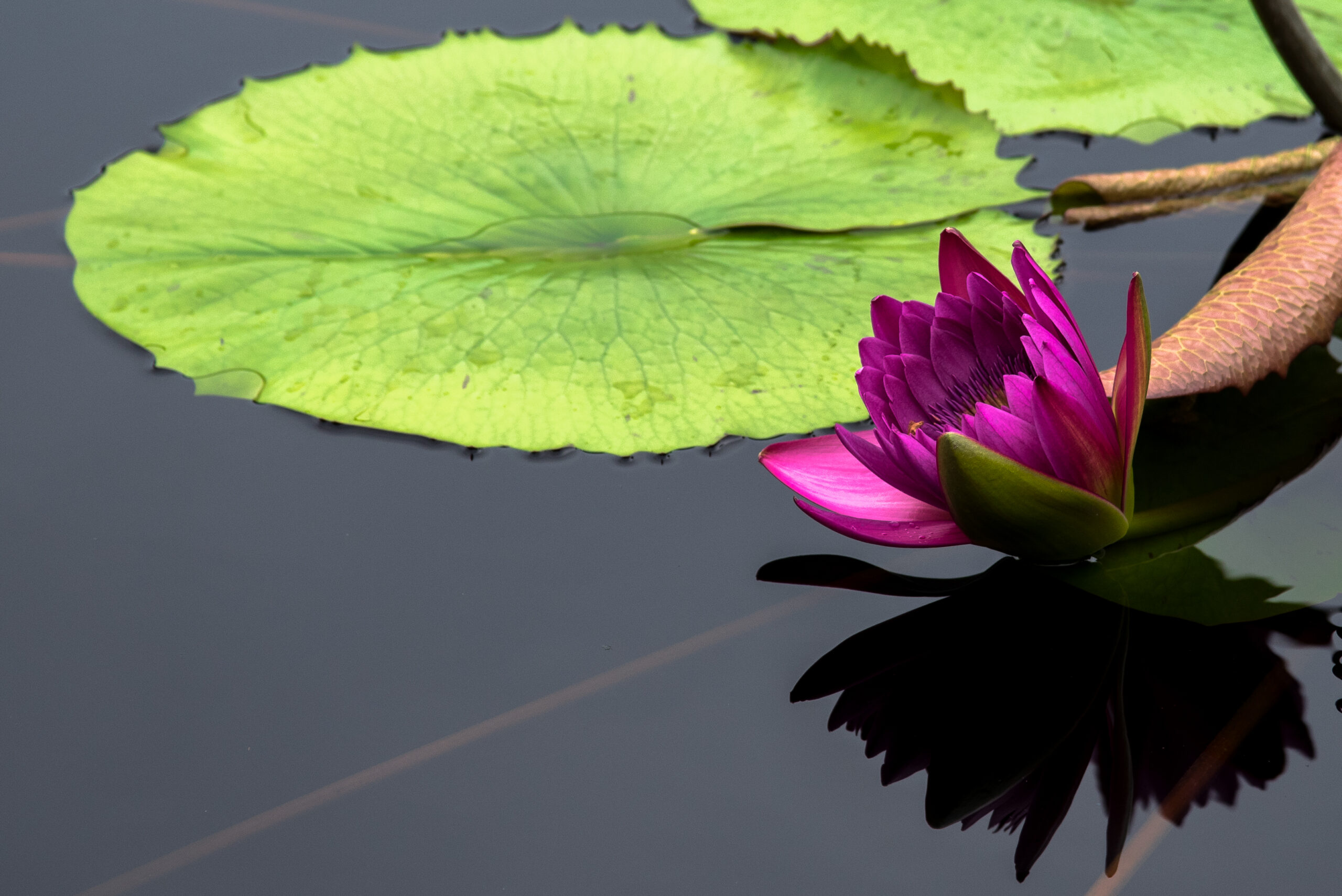 Purple Water Lily