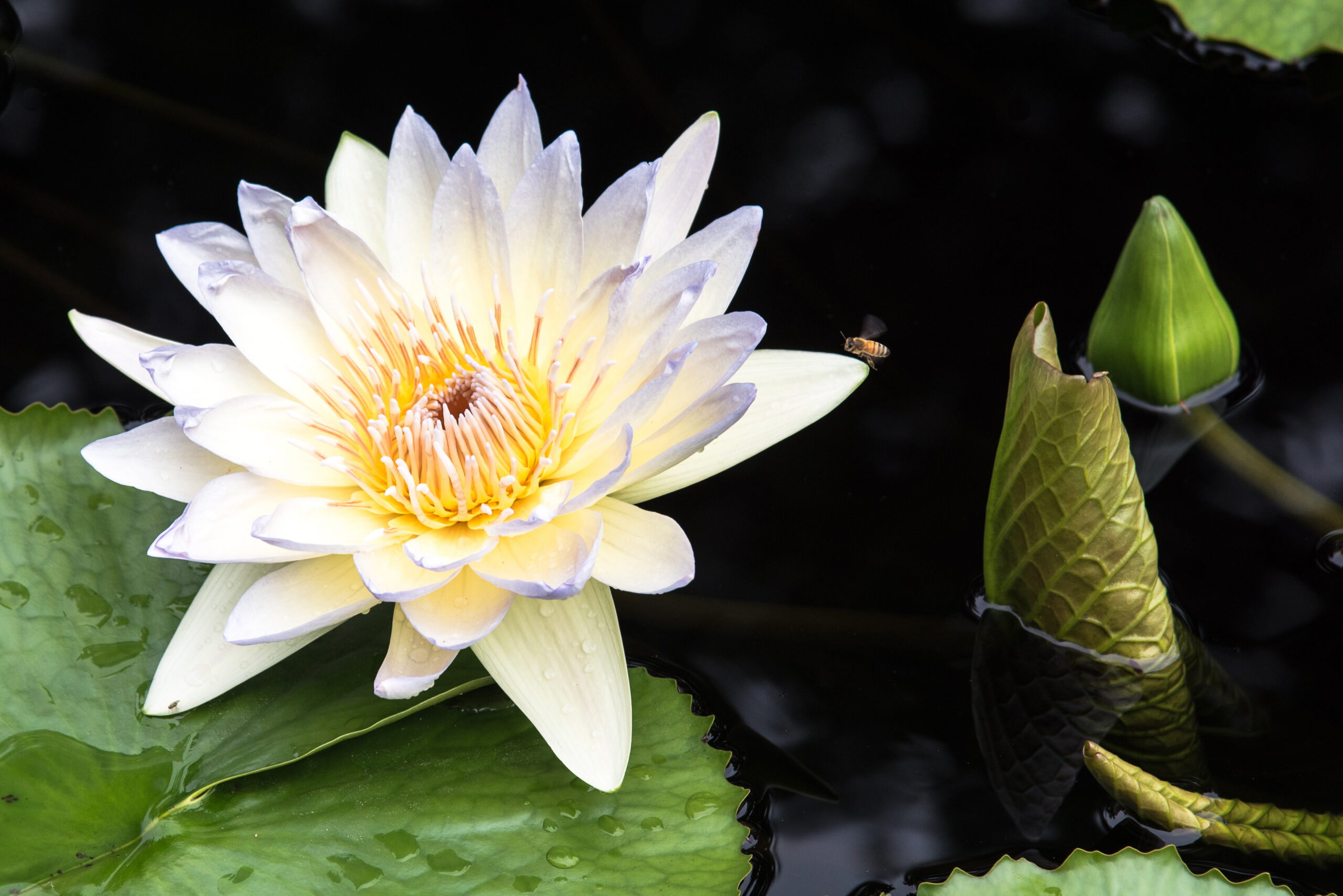 Water Lily with Bee