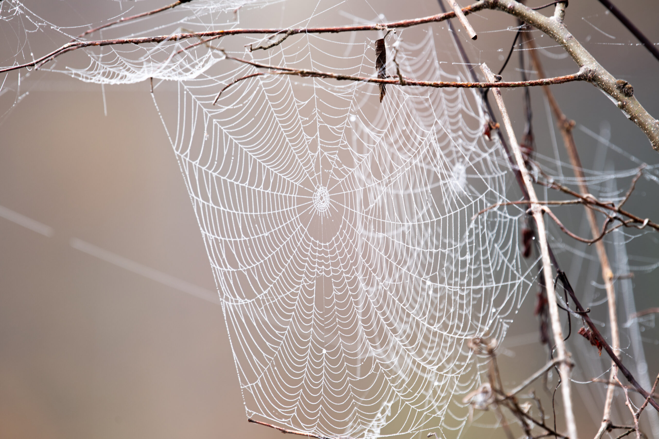 Dew Filled Spider Web