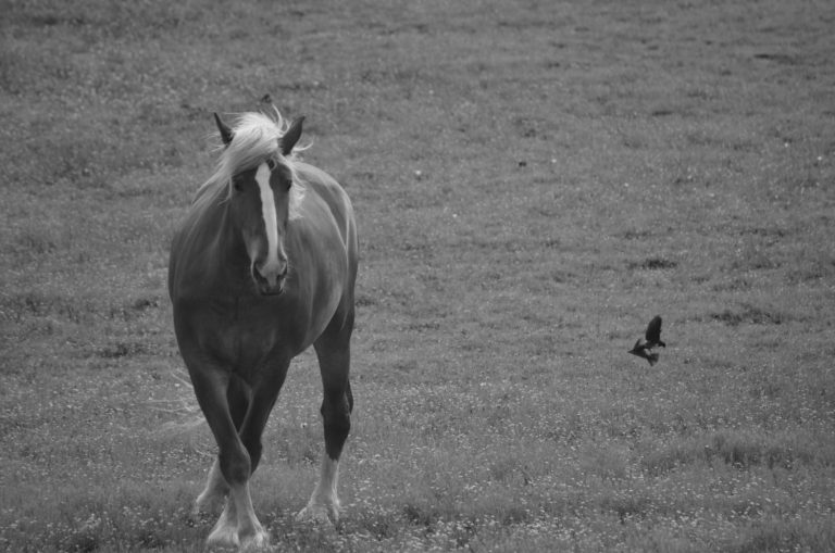 Black and White image of a horse and small bird flying near it
