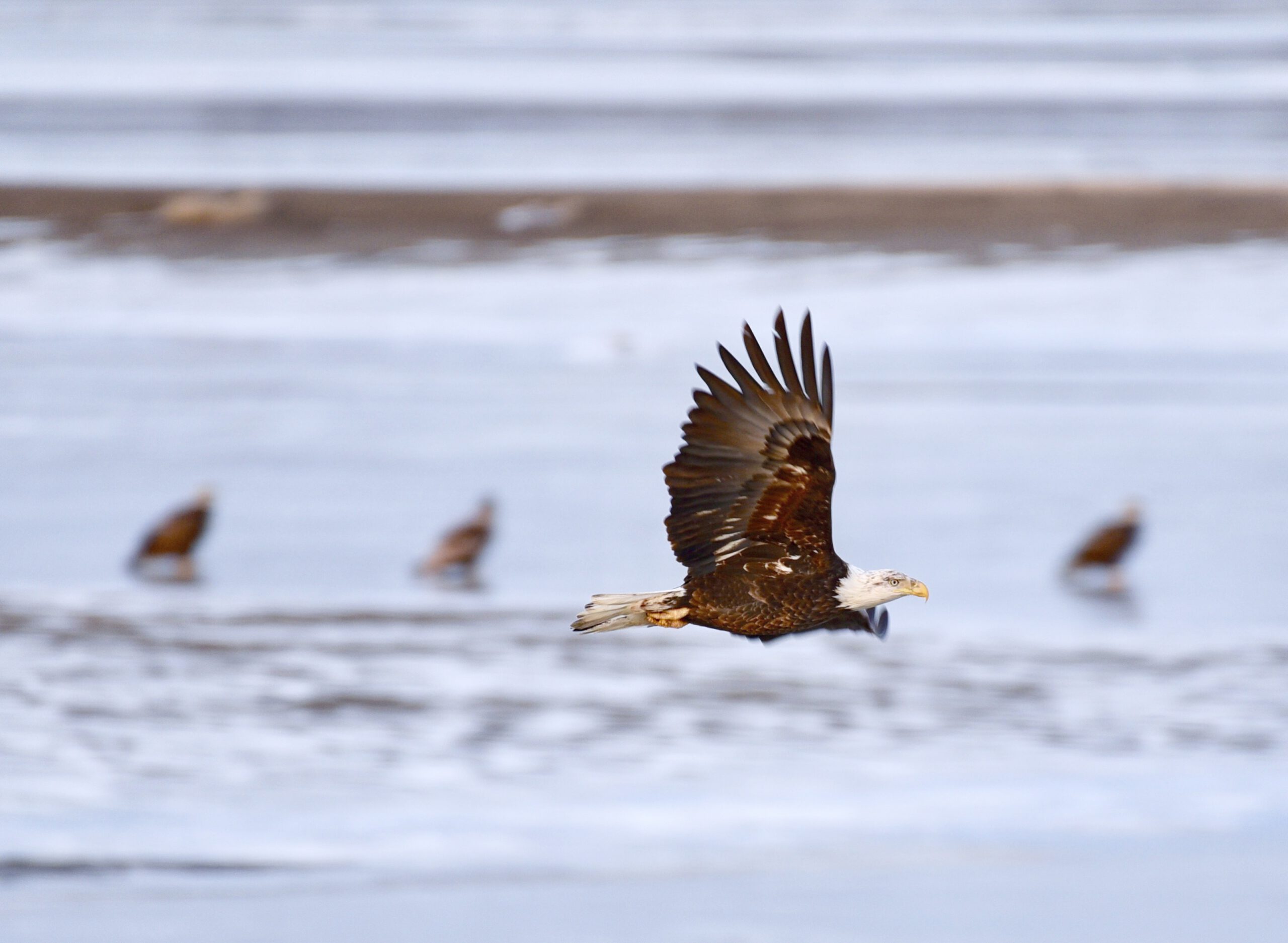 Bald eagles on frozen water