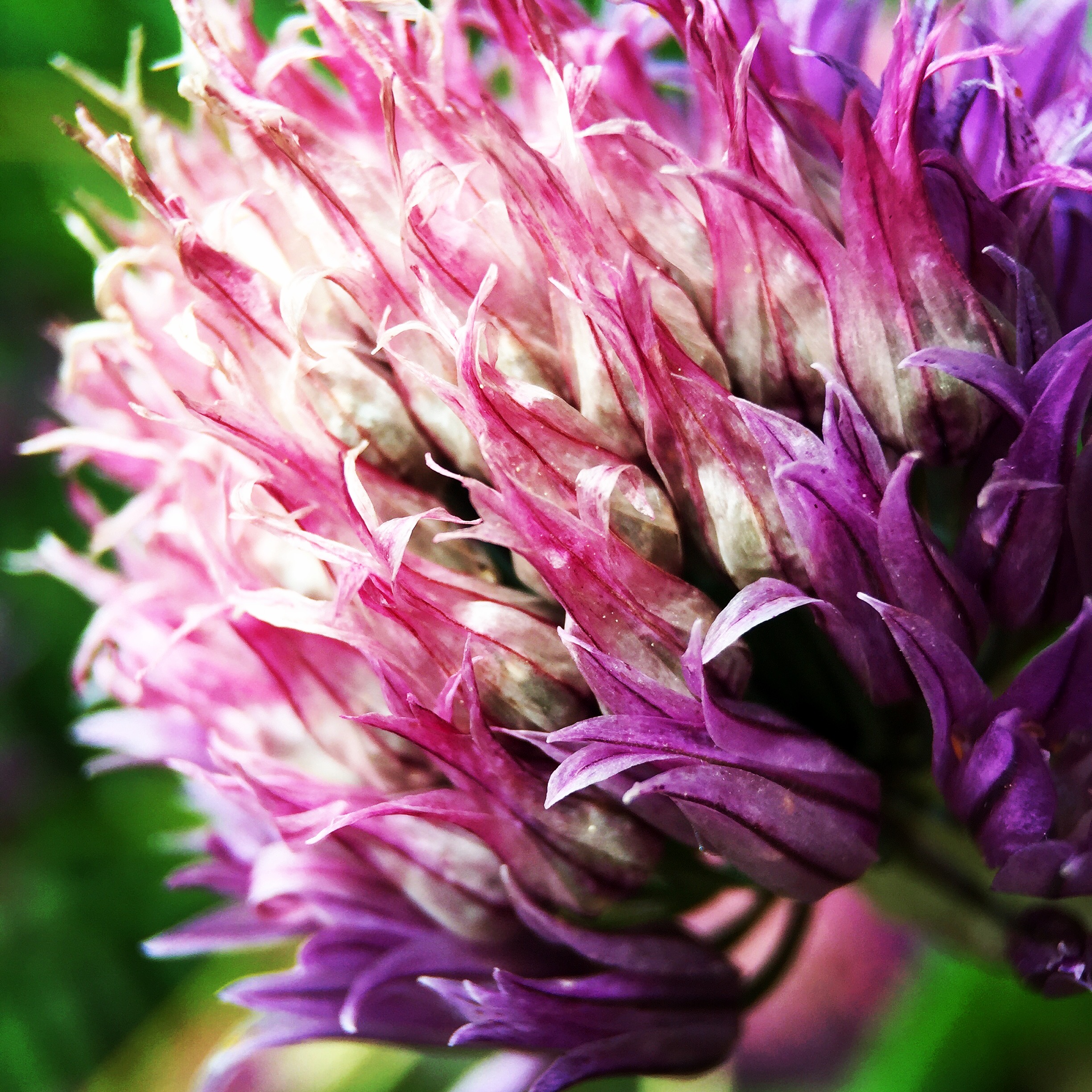 Purple Allium