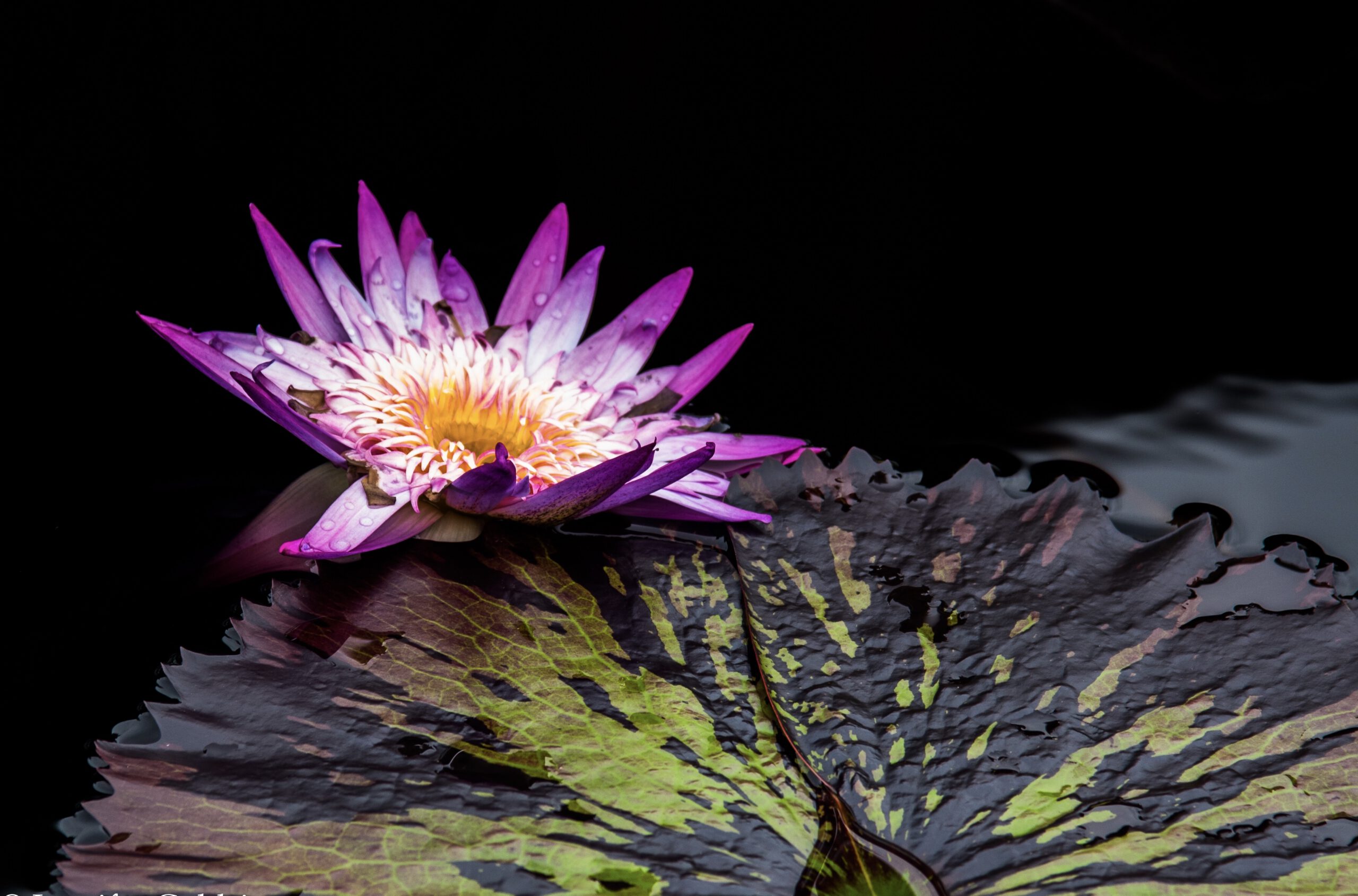 Purple Water Lily